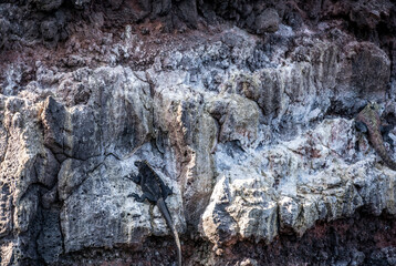 ancient marine iguanas on black volcanic rocks in the galapagos islands 