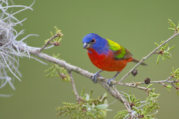 Painted Bunting