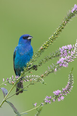 Indigo Bunting (Passerinca cyanea),