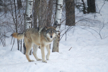 Gray Wolf taken in Ely MN at International Wolf Center