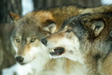 Gray Wolf taken in Ely MN at International Wolf Center