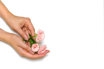Female hands with natural manicure on white background with pink rose flowers. The concept of natural cosmetics and hand skin care. Delicate flowers in hands of a girl on a light table. Copy space