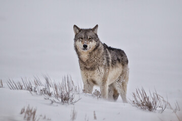 Gray Wolf taken in yellowstone NP