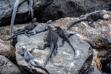 ancient marine iguanas on black volcanic rocks in the galapagos islands 
