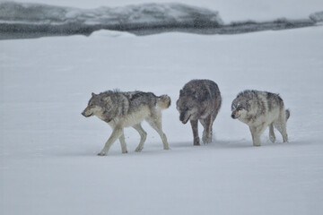 Naklejka premium Gray Wolf taken in yellowstone NP