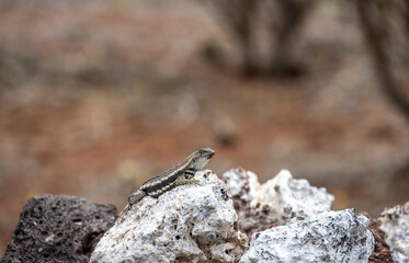 a gray lizard on top of a rock basking in the sun 