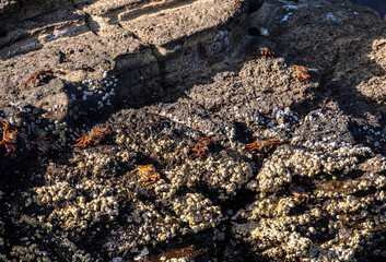 red crabs on black volcanic rocks in the galapagos islands 