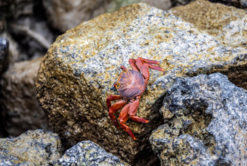 red crabs on black volcanic rocks in the galapagos islands 