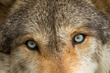 Gray Wolf taken in central MN under controlled conditions
