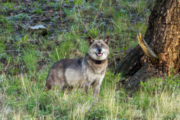 Gray Wolf taken in yellowstone NP