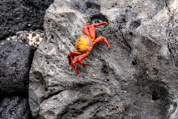 red crabs on black volcanic rocks in the galapagos islands 