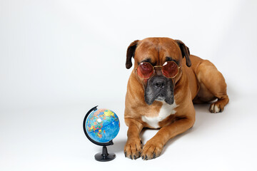 cute brown dog in colored glasses near the globe on a white background