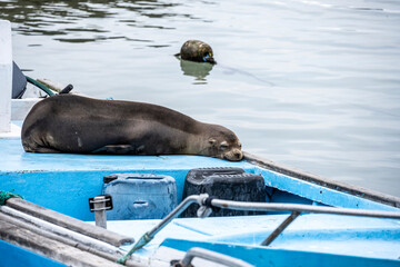 sea ​​lions have taken over the white sand beach on the island for their vacation 