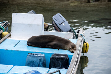 sea ​​lions have taken over the white sand beach on the island for their vacation 