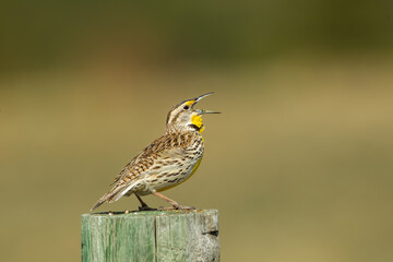 Western Meadowlark