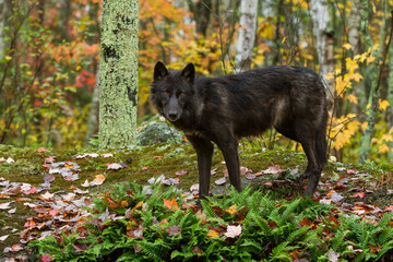 Gray Wolf taken in central MN under controlled conditions