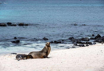 sea ​​lions have taken over the white sand beach on the island for their vacation 