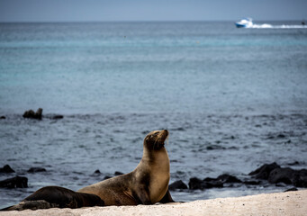 sea ​​lions have taken over the white sand beach on the island for their vacation 