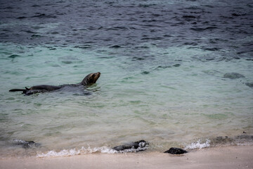 Fototapeta premium sea ​​lions have taken over the white sand beach on the island for their vacation 