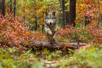 Gray Wolf taken in central MN under controlled conditions