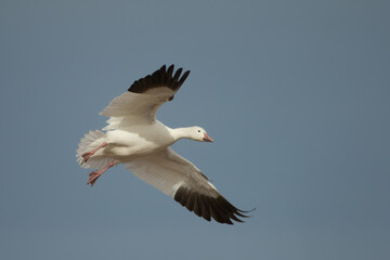 Snow Goose in flight taken in New Mexico