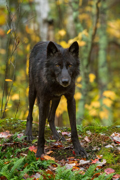 Gray Wolf taken in central MN under controlled conditions