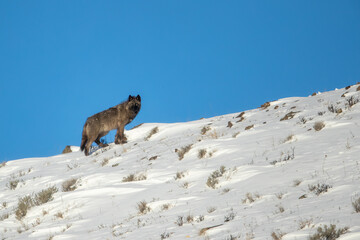 Naklejka premium Gray Wolf walking up ridge taken in Yellowstone NP