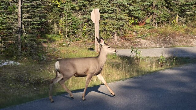 Couple brown deer crossing on the road and jumping in the forest at national park