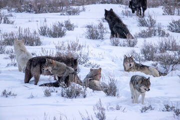 Gray Wolf taken in yellowstone NP