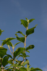 The leaves of Lemon balm (Lippia alba) arranged against the background of the blue sky with clouds in the city of Rio de Janeiro, Brazil.
