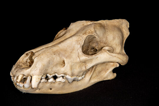 Gray Wolf skull taken in southern MN