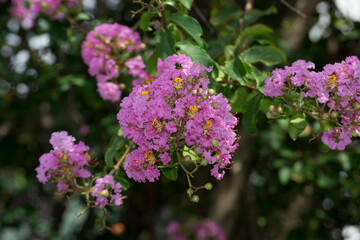 Flores da acerola (Malpighia emarginata) cultivadas em sistema agroflorestal cultivado organicamente na cidade do Rio de Janeiro, Brasil.