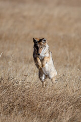 Coyote Pounce taken in Yellowstone NP