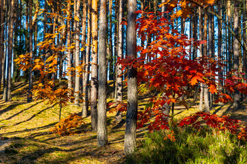 Autumn panorama of mixed forest thicket with colorful tree leaves mosaic in Mazowiecki Landscape...