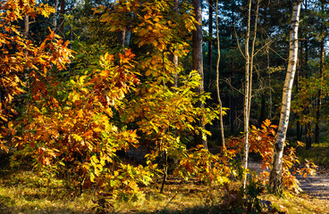 Autumn panorama of mixed forest thicket with colorful tree leaves mosaic in Mazowiecki Landscape Park in Celestynow town near Warsaw in Mazovia region of Poland