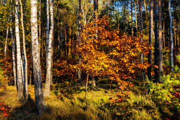 Autumn panorama of mixed forest thicket with colorful tree leaves mosaic in Mazowiecki Landscape Park in Celestynow town near Warsaw in Mazovia region of Poland
