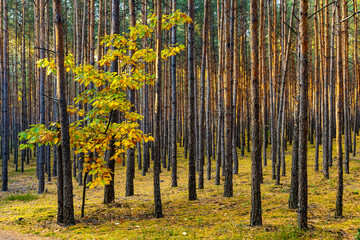 Early autumn panorama of mixed forest thicket in Mazowiecki Landscape Park in Celestynow town near...