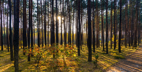 Autumn sunset panorama of mixed forest thicket with colorful tree leaves mosaic in Mazowiecki Landscape Park in Celestynow town near Warsaw in Mazovia region of Poland