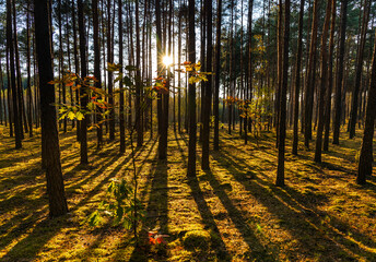 Autumn sunset panorama of mixed forest thicket with colorful tree leaves mosaic in Mazowiecki Landscape Park in Celestynow town near Warsaw in Mazovia region of Poland