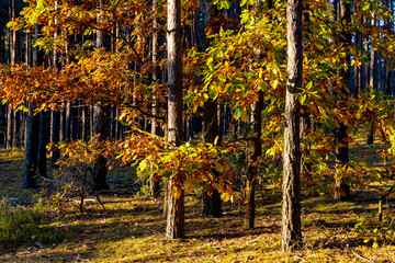 Autumn panorama of mixed forest thicket with colorful tree leaves mosaic in Mazowiecki Landscape Park in Celestynow town near Warsaw in Mazovia region of Poland