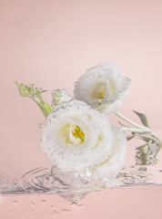 Spring concept, beautiful white eustoma lisiantus flower in splashing water on a pink background. Minimal nature background with creative copy space. Summer background