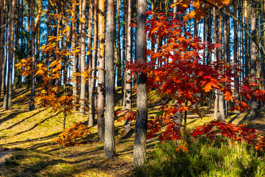 Autumn panorama of mixed forest thicket with colorful tree leaves mosaic in Mazowiecki Landscape Park in Celestynow town near Warsaw in Mazovia region of Poland