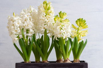 white hyacinth in a pot