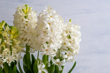 white hyacinth flowers, copy space