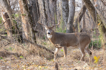 Naklejka na ściany i meble White-tailed Deer rut taken in southern MN