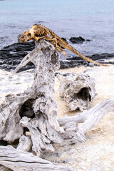 The skeleton of a Marine Iguana left as a signpost on Fernandina Island in the Galapagos