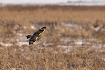 Short-eared Owl in flight hunting taken in southern MN