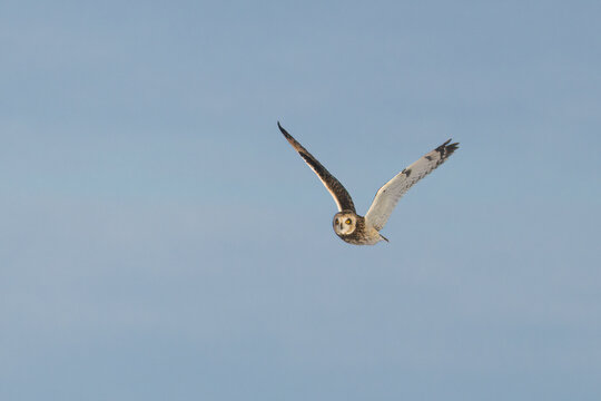 Short-eared Owl in flight hunting taken in southern MN