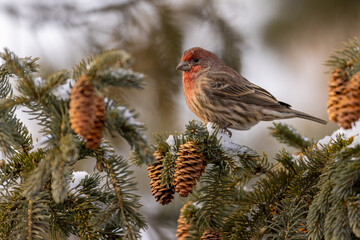 House Finch taken in southern MN