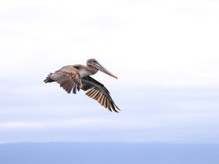 Fototapeta na wymiar A Brown Pelican flying off Isabela Island in the Galapagos.